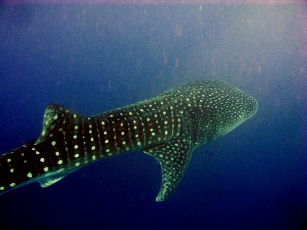 Sharks - Whale Shark
