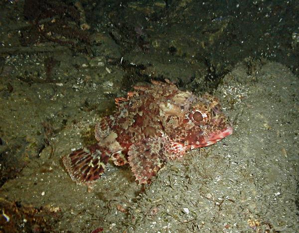 Scorpionfish - Red Scorpionfish