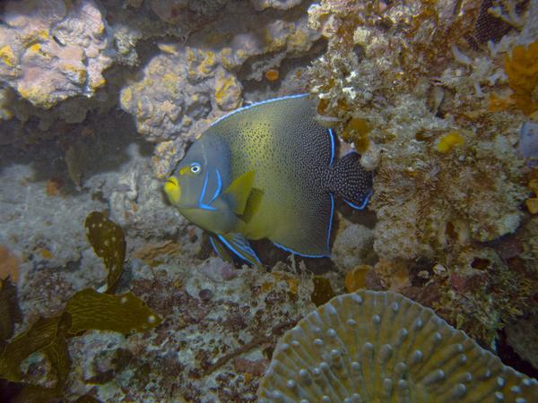 Angelfish - Semicircle Angelfish