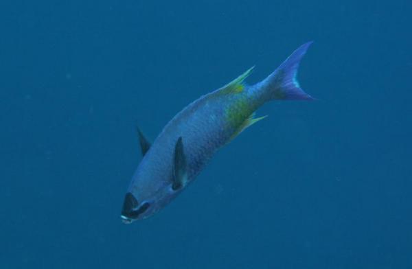 Wrasse - Creole Wrasse