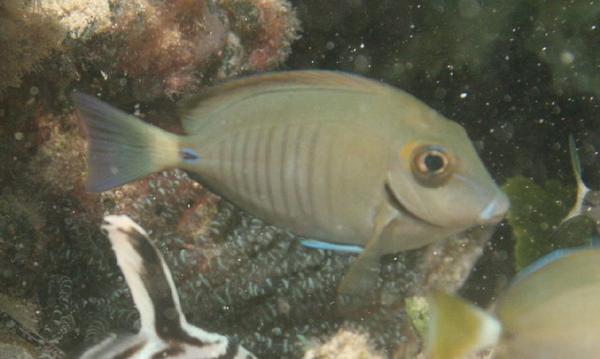 Surgeonfish - Doctorfish
