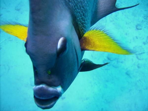 Gray Angelfish