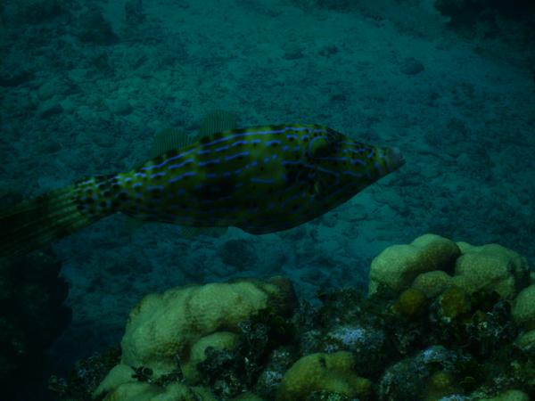 Filefish - Scrawled Filefish