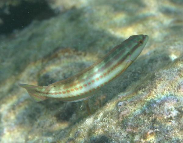 Wrasse - Slippery Dick