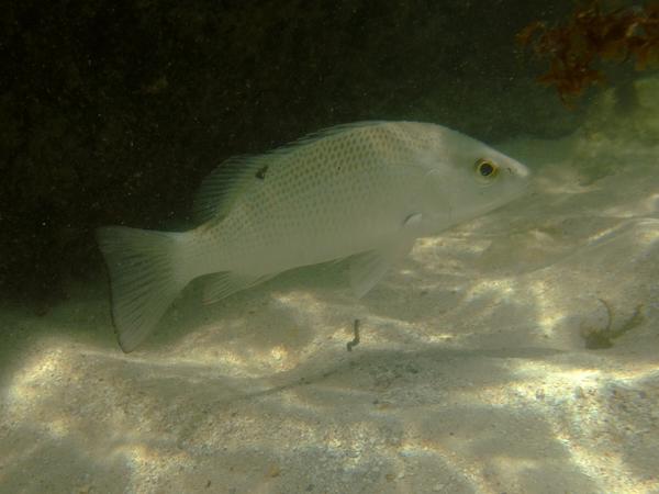 Snappers - Gray Snapper