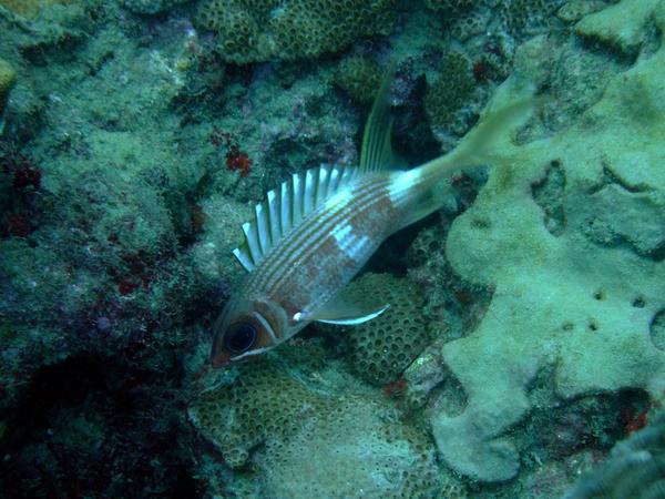 Squirrelfish - Longspine Squirrelfish