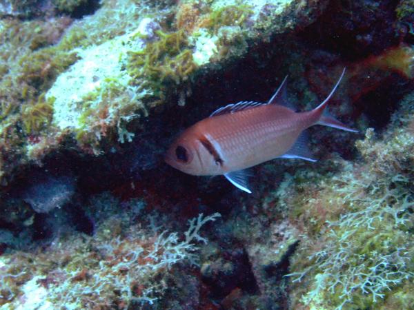 Squirrelfish - Blackbar Soldierfish