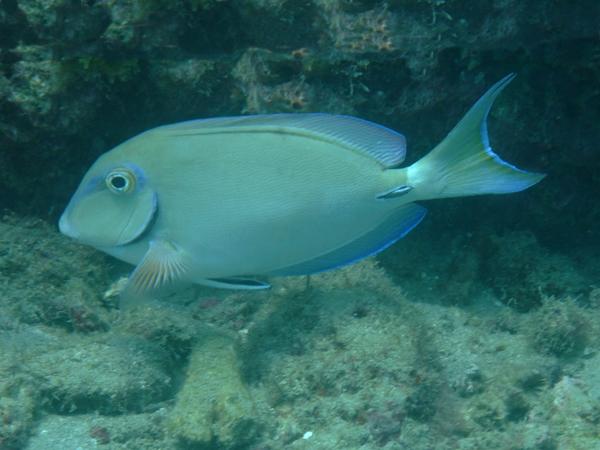 Surgeonfish - Ocean Surgeonfish