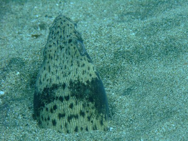 Snake Eels - Spotted Snake Eel