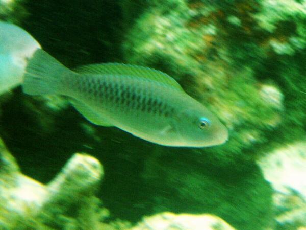 Parrotfish - Striped Parrotfish