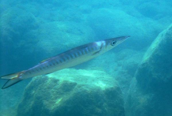 Barracuda - Striped Barracuda
