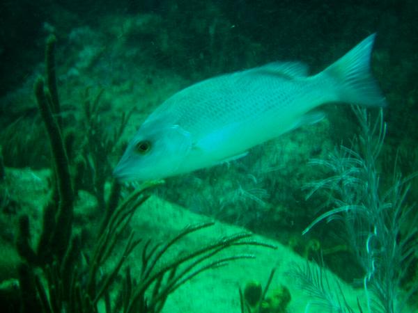 Snappers - Gray Snapper