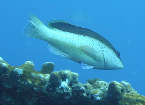 Groupers - Coney/Bicolor variation