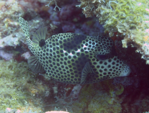 Trunkfish - Spotted Trunkfish