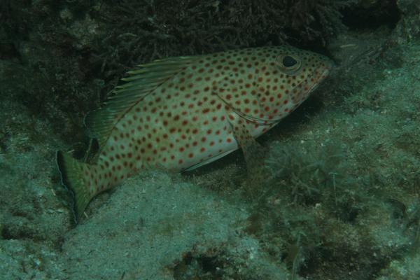 Groupers - Red Hind