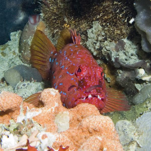 Groupers - Harlequin Fish