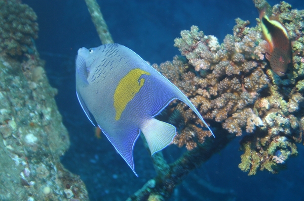 Angelfish - Yellowbar Angelfish