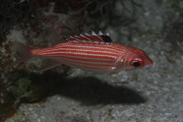 squirrelfish - Reef squirrelfish