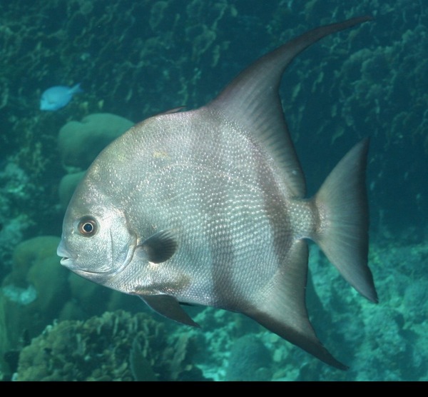 Spadefish - Atlantic Spadefish