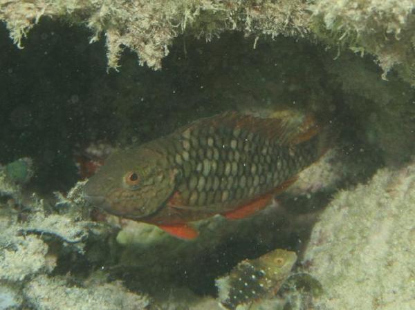 Parrotfish - Stoplight Parrotfish