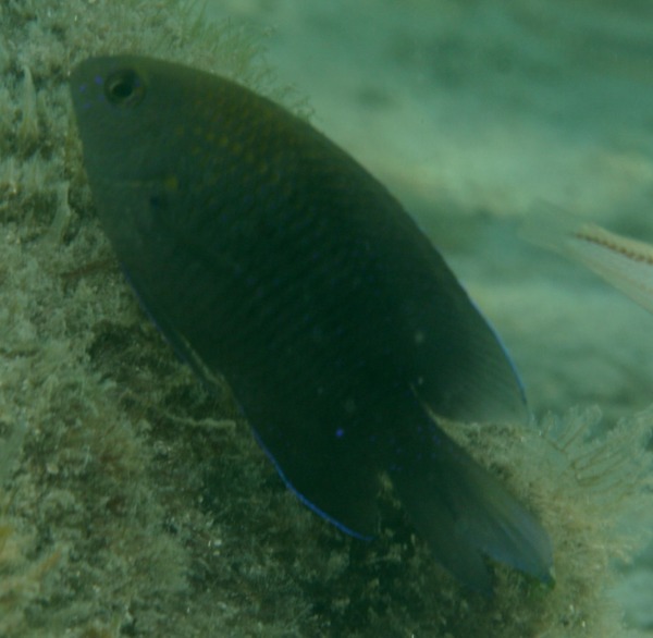 Damselfish - Longfin Damselfish