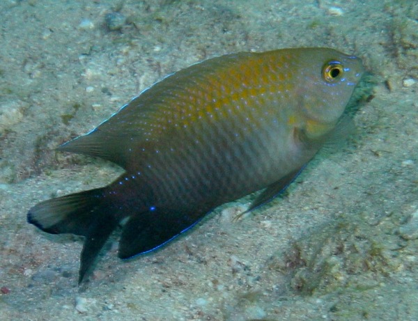 Damselfish - Dusky Damselfish