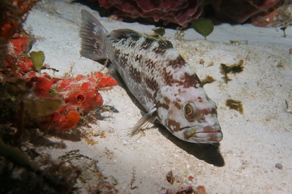 Seabasses - Yellowmouth Grouper
