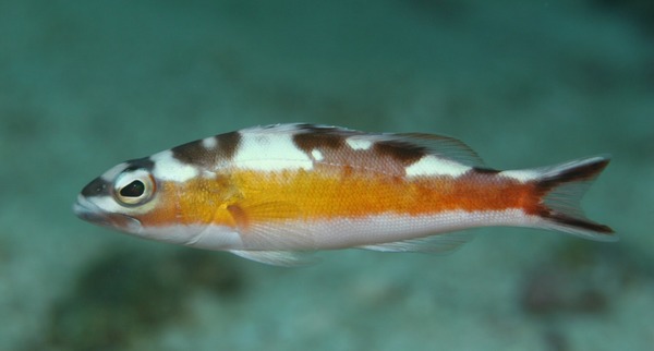 Seabasses - Tobaccofish
