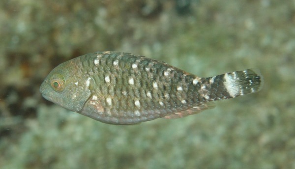 Parrotfish - Stoplight Parrotfish