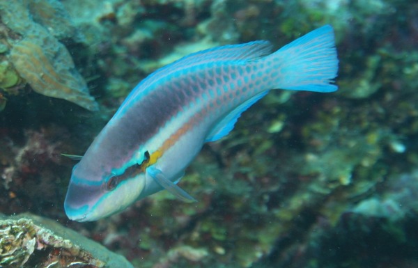 Parrotfish - Striped Parrotfish