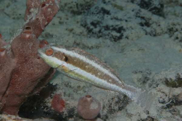 Parrotfish - Redband Parrotfish