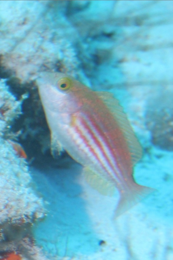 Parrotfish - Greenblotch Parrotfish