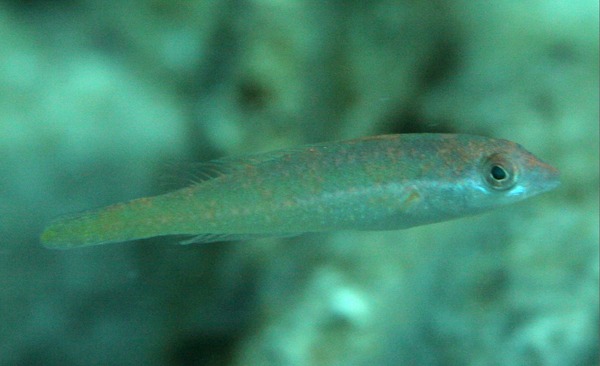 Bluelip parrotfish - Cryptotomus roseus