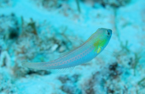 Parrotfish - Bluelip parrotfish
