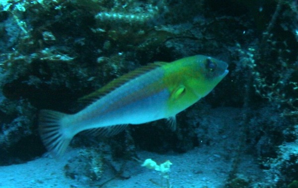 Bluelip parrotfish - Cryptotomus roseus
