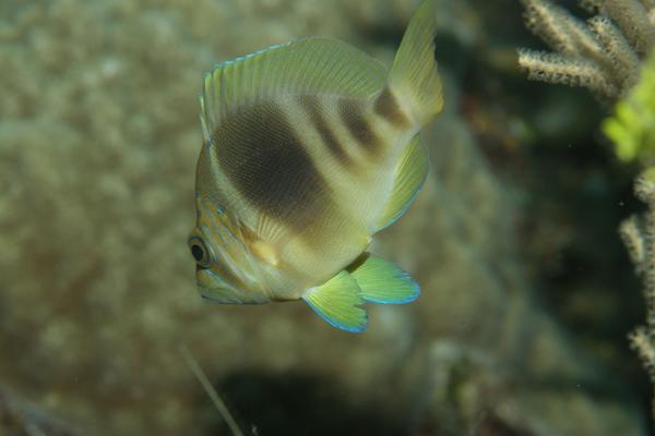 Hamlets - Barred Hamlet