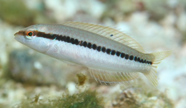 Wrasse - Slippery Dick