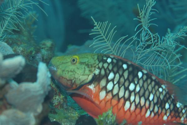 Parrotfish - Stoplight Parrotfish