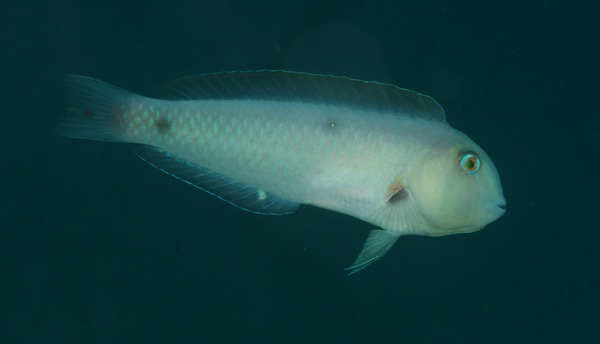 Razorfish - Rosy Razorfish