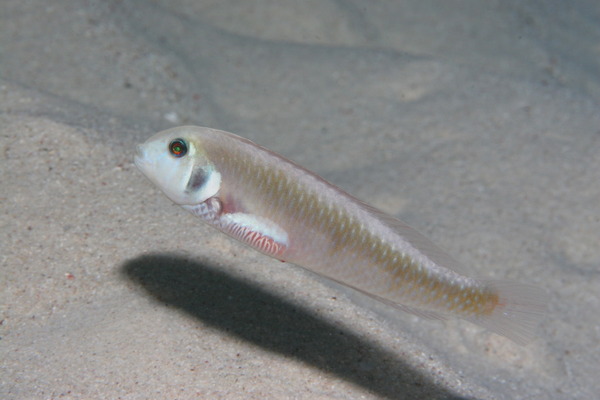 Razorfish - Rosy Razorfish