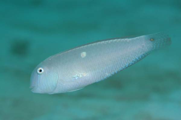 Razorfish - Pearly Razorfish