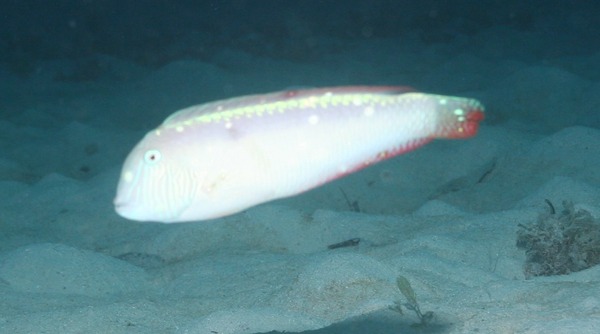 Razorfish - Pearly Razorfish
