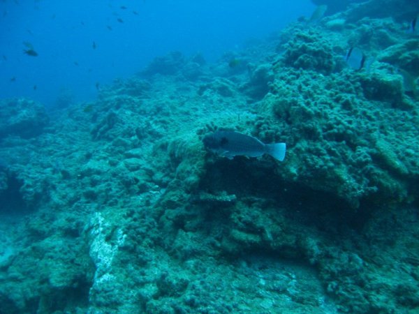 Parrotfish - European Parrotfish