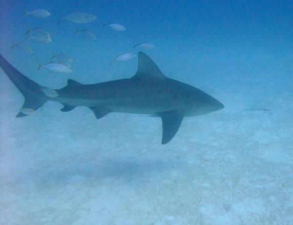 Sharks - Bull Shark