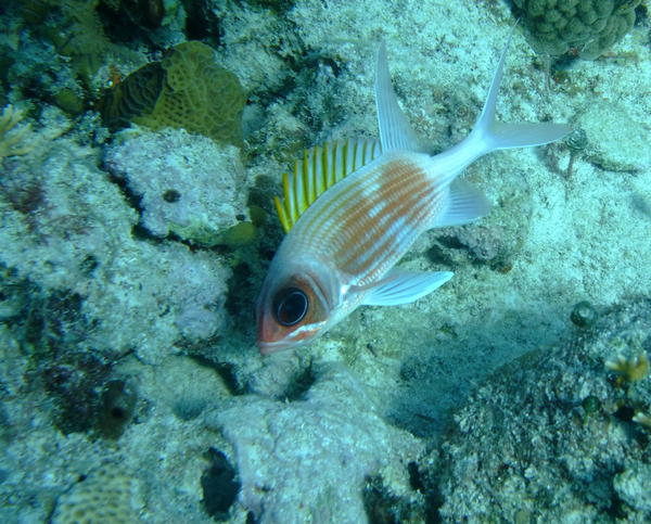 Squirrelfish - Longspine Squirrelfish