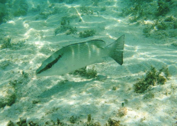 Snappers - Gray Snapper