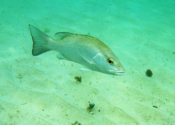 Snappers - Gray Snapper