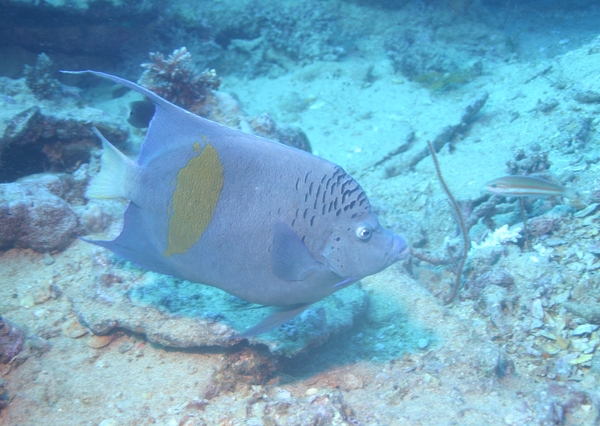 Angelfish - Yellowbar Angelfish