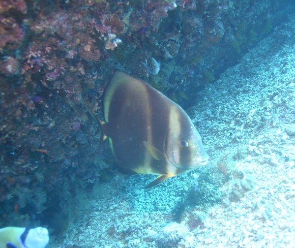 Spadefish - Circular Spadefish