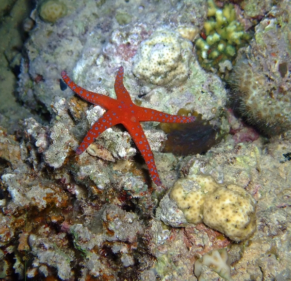 Starfish - Pearl Sea Star